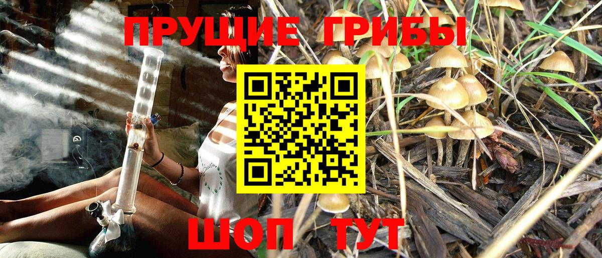 Галлюциногенные грибы Psilocybine cubensis Петропавловск-Камчатский